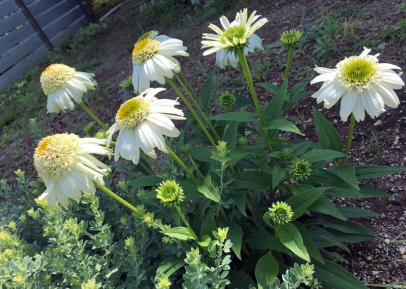 切り花にしたいなら何を植える 園芸初心者におすすめの花3選 ちらしの夜更かしブログ