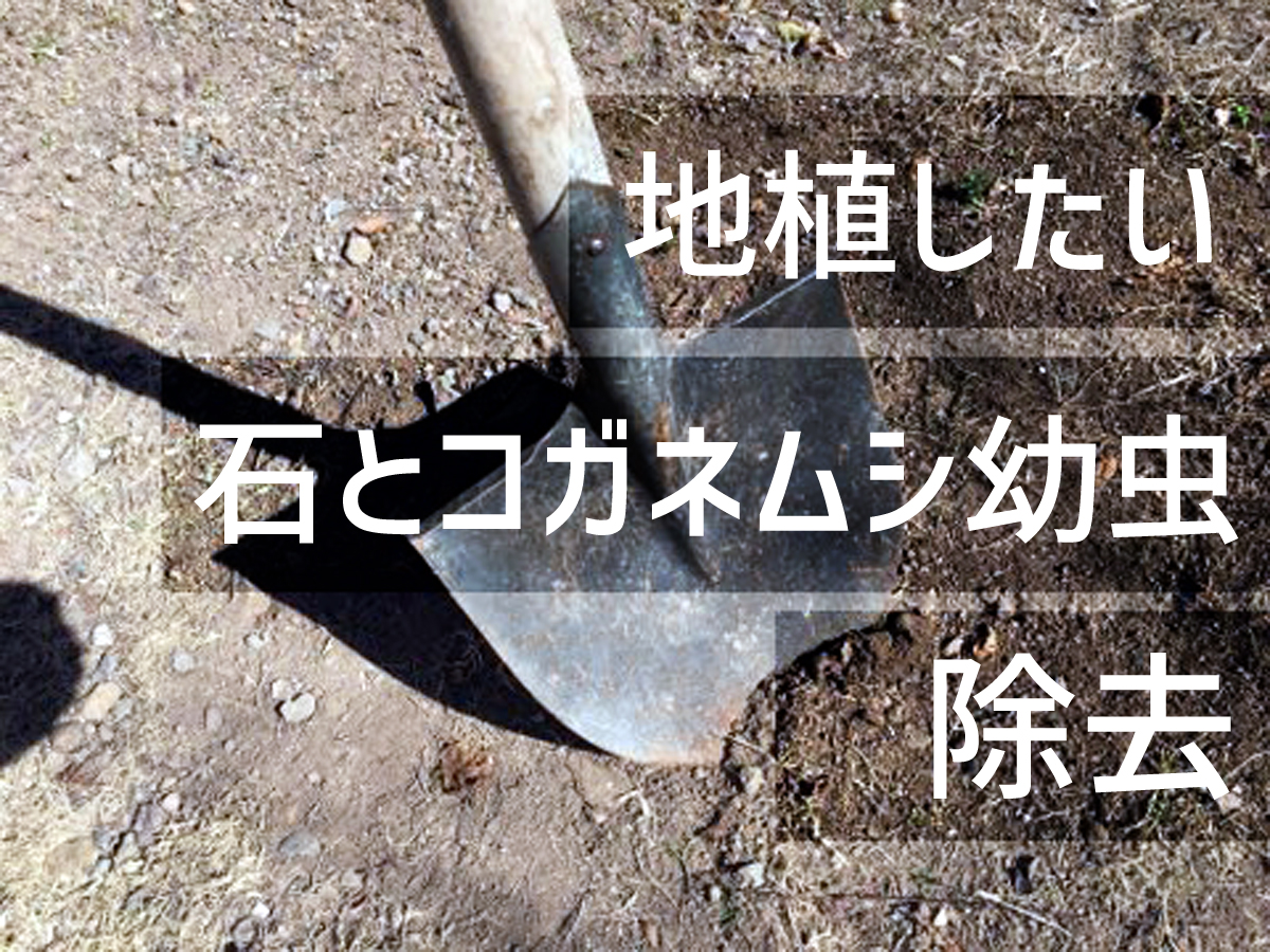 地植えで花を植えたいなら石とガラとコガネムシの幼虫を除去しよう ちらしの夜更かしブログ
