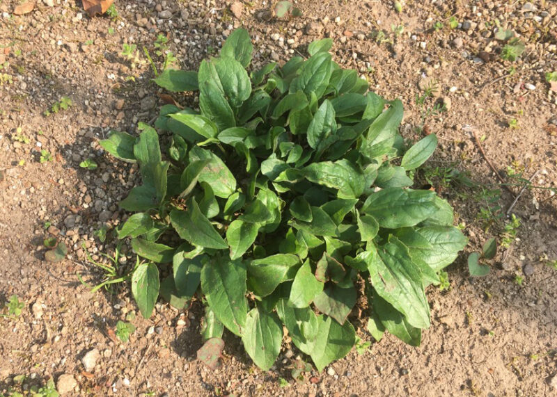 切り花にしたいなら何を植える 園芸初心者におすすめの花3選 ちらしの夜更かしブログ 切り花にしたいなら何を植える 園芸初心者におすすめの花3選 ちらしの夜更かしブログ