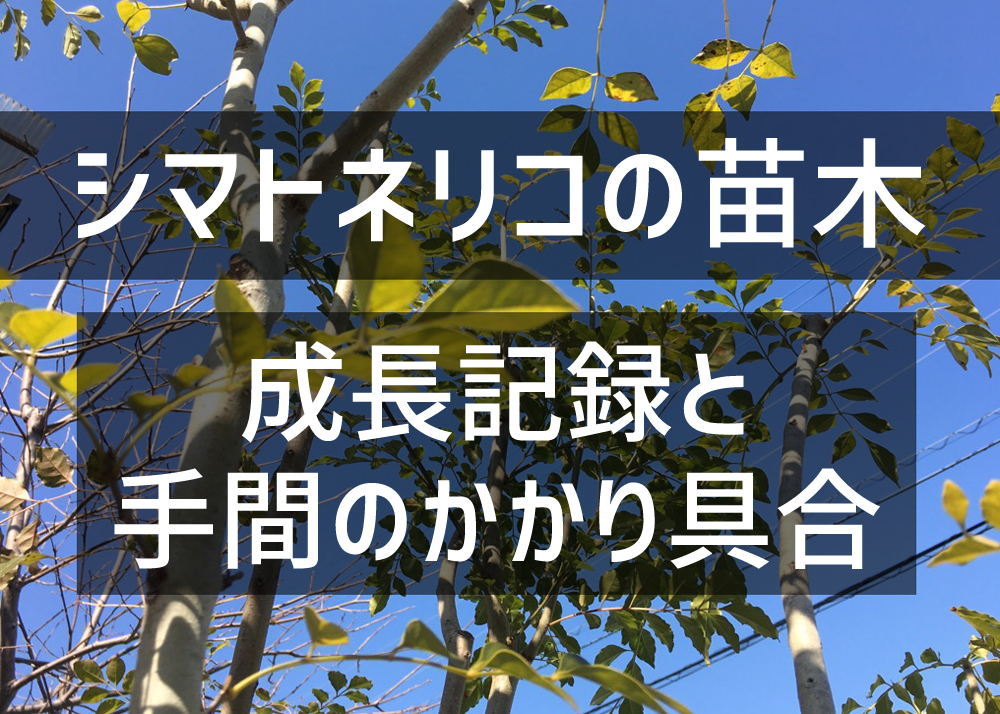 苗木から育てて5年半になるシマトネリコの成長記録と手間のかかり具合 ちらしの夜更かしブログ