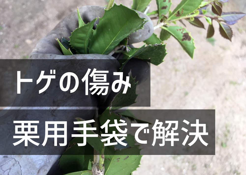 アトムの栗拾い用手袋で解決 トゲのある植物を手入れする時の痛み ちらしの夜更かしブログ