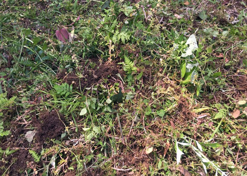 窓ホーで10分間草を削った後の庭の様子（約2坪）