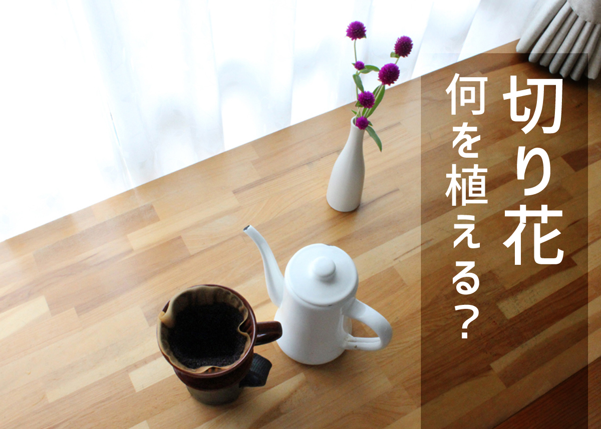 切り花にしたいなら何を植える 園芸初心者におすすめの花3選 ちらしの夜更かしブログ 切り花にしたいなら何を植える 園芸初心者におすすめの花3選 ちらしの夜更かしブログ