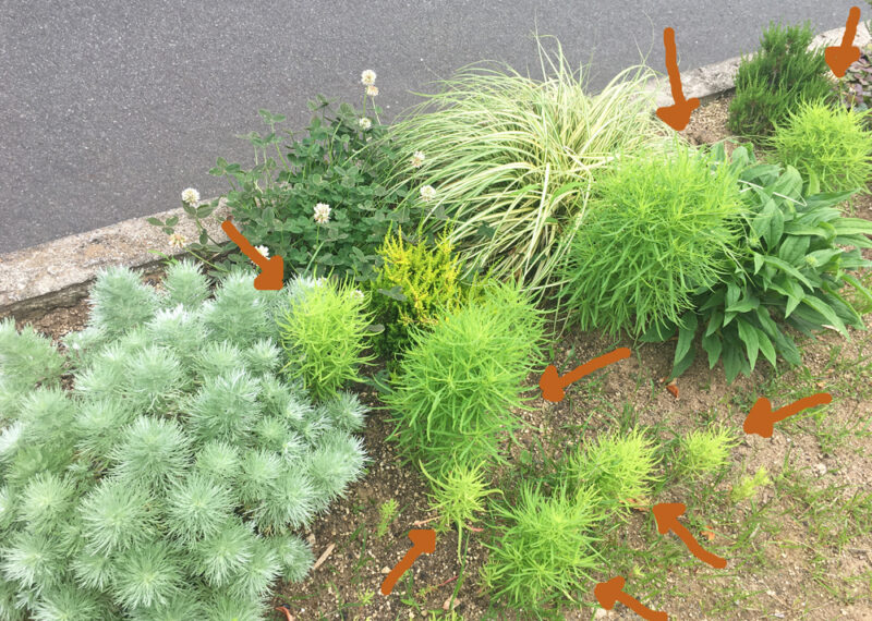 初心者がお金をかけずに植物を増やす方法3種類 今できる範囲で庭づくりを楽しむ ちらしの夜更かしブログ