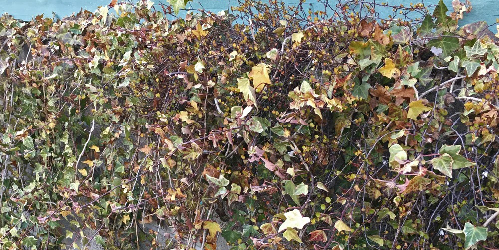 カイガラムシの被害にあったアイビー