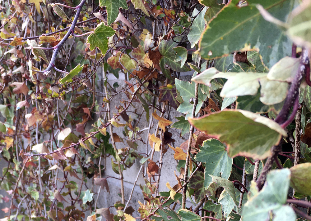 カイガラムシの被害にあったアイビー