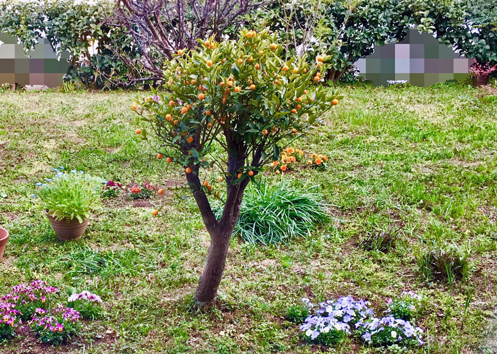 金柑の木