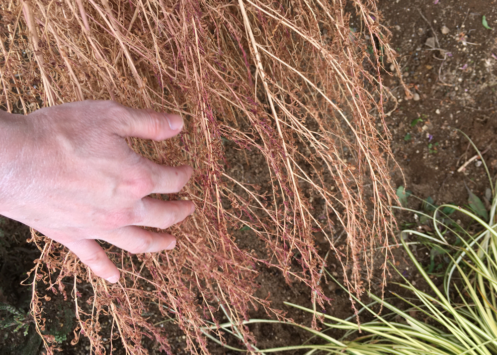 コキアの簡単な種まきの方法 ちらしの夜更かしブログ
