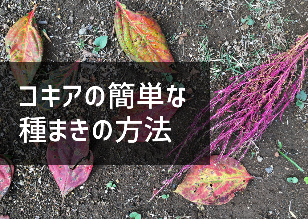 コキアの簡単な種まきの方法 ちらしの夜更かしブログ