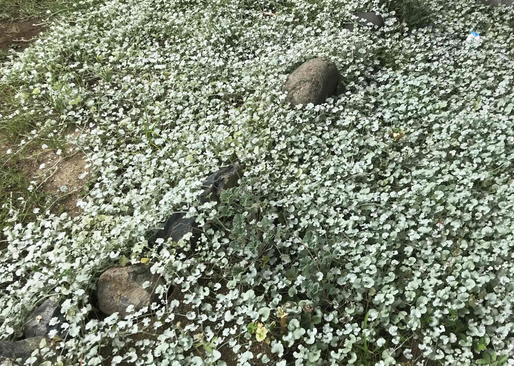 地面に這うディコンドラシルバーフォール