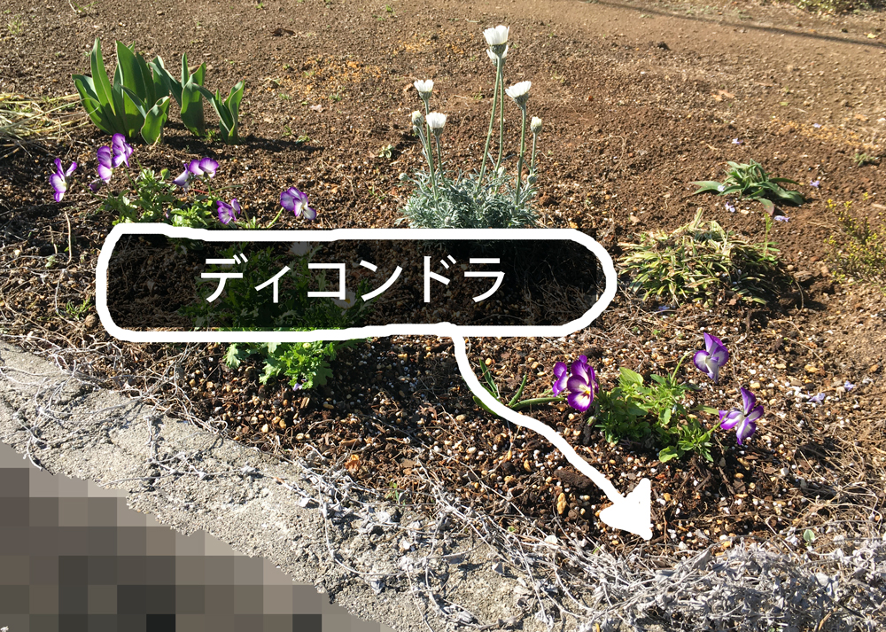 冬のディコンドラシルバーフォールの様子