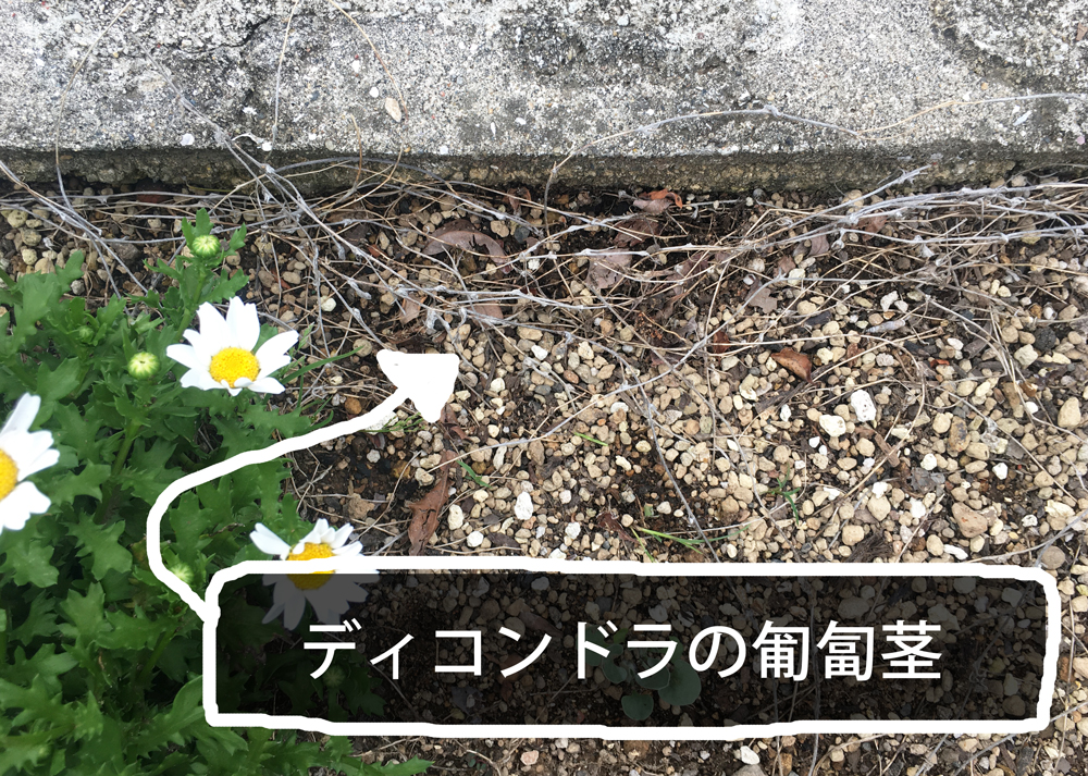 ディコンドラシルバーフォールの匍匐茎（枯れている）