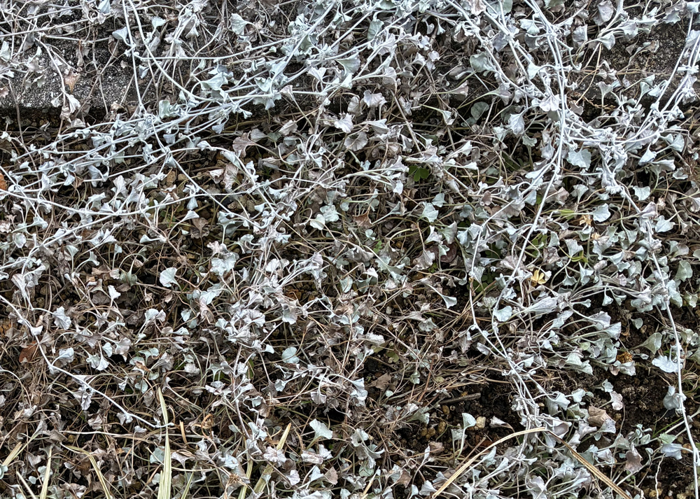 冬のディコンドラシルバーフォールの様子