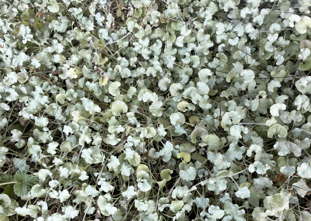 冬のディコンドラシルバーフォールの様子