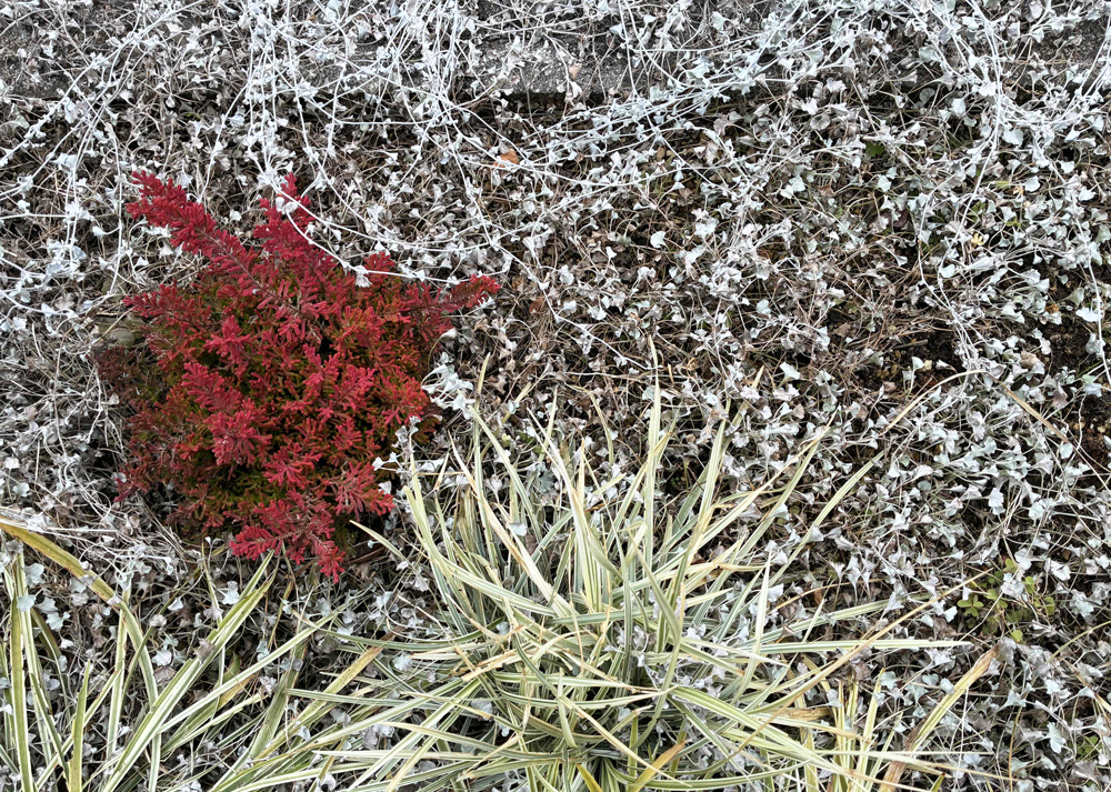 冬のディコンドラシルバーフォールの様子