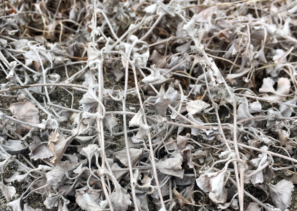 冬のディコンドラシルバーフォールの様子（地上部が枯れた）