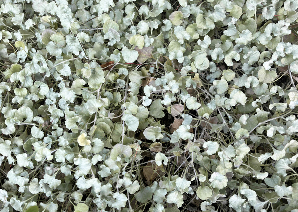 冬のディコンドラシルバーフォールの様子