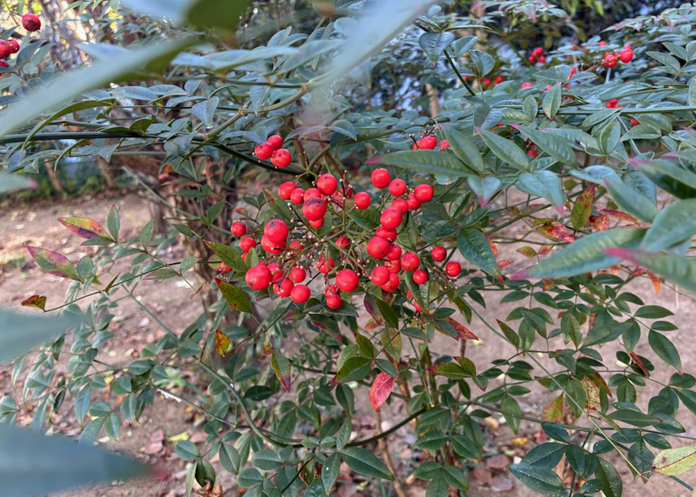 12月初旬の南天の実