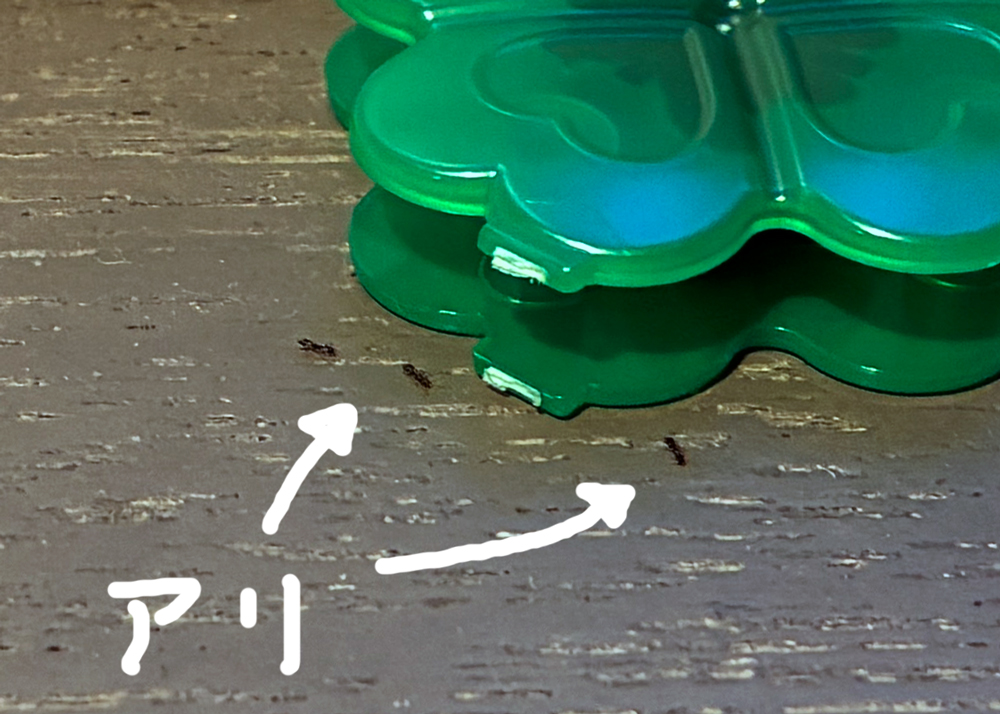 窓辺に設置したアリの巣コロリ半生タイプ