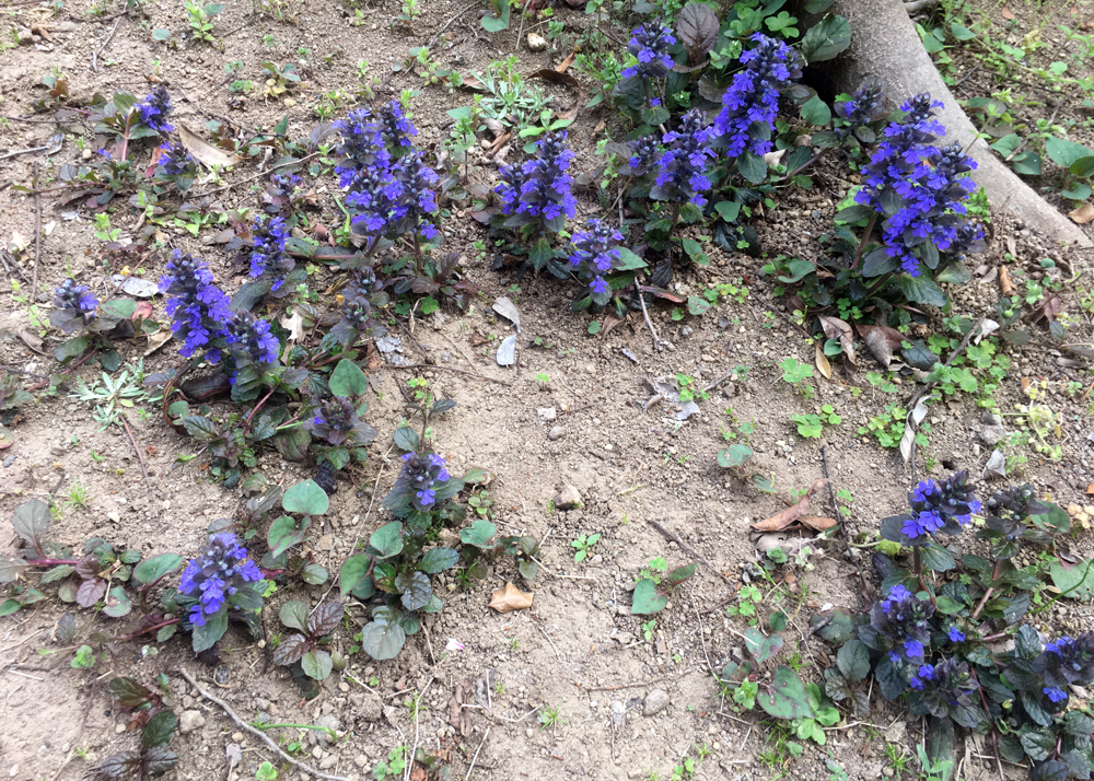 樹木の足元に植えたアジュガ。