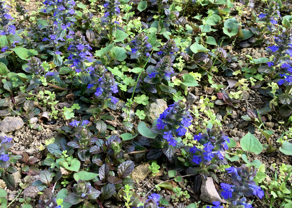 樹木の足元に植えたアジュガ。