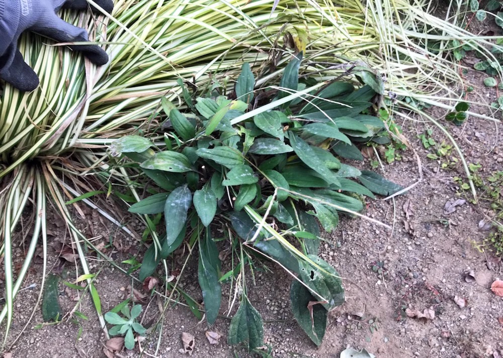 掘り上げたエキナセアの根