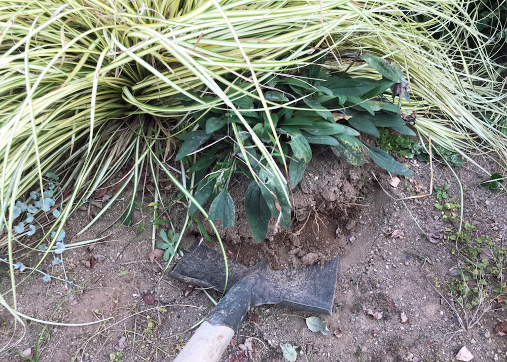 エキナセアを移植するためにスコップで掘り上げているところ