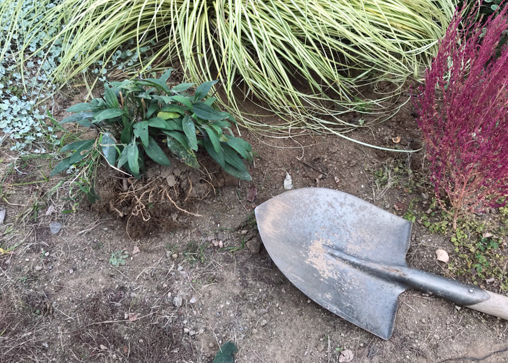 移植するために掘り上げたエキナセア