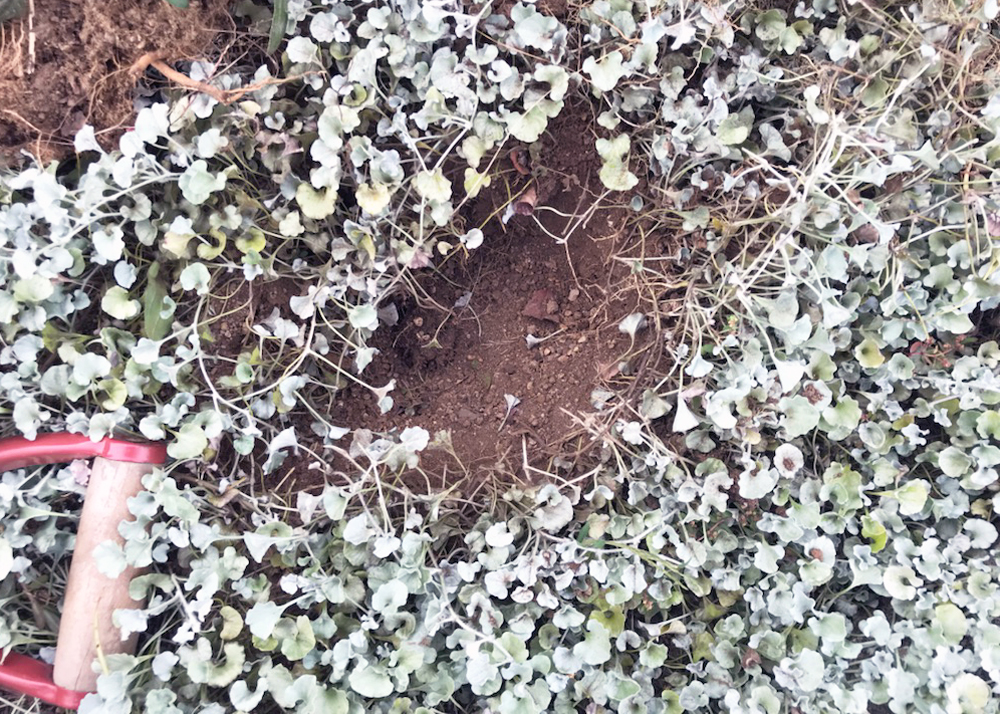 エキナセアを移植しているところ