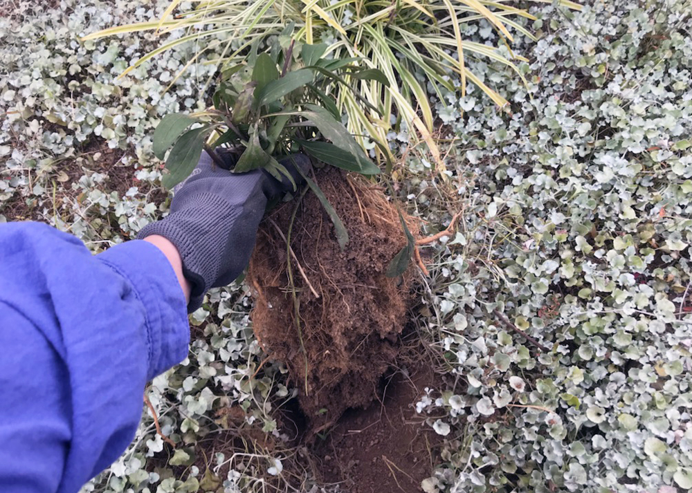 エキナセアを移植しているところ