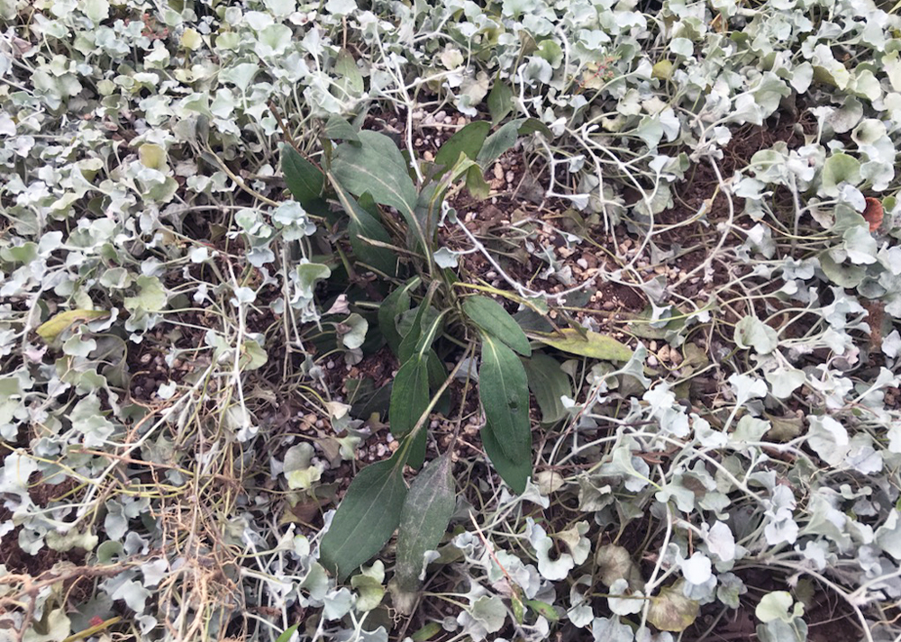 エキナセアを移植しているところ