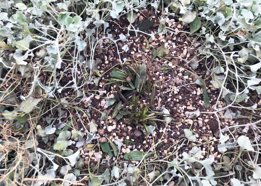 エキナセアを移植しているところ