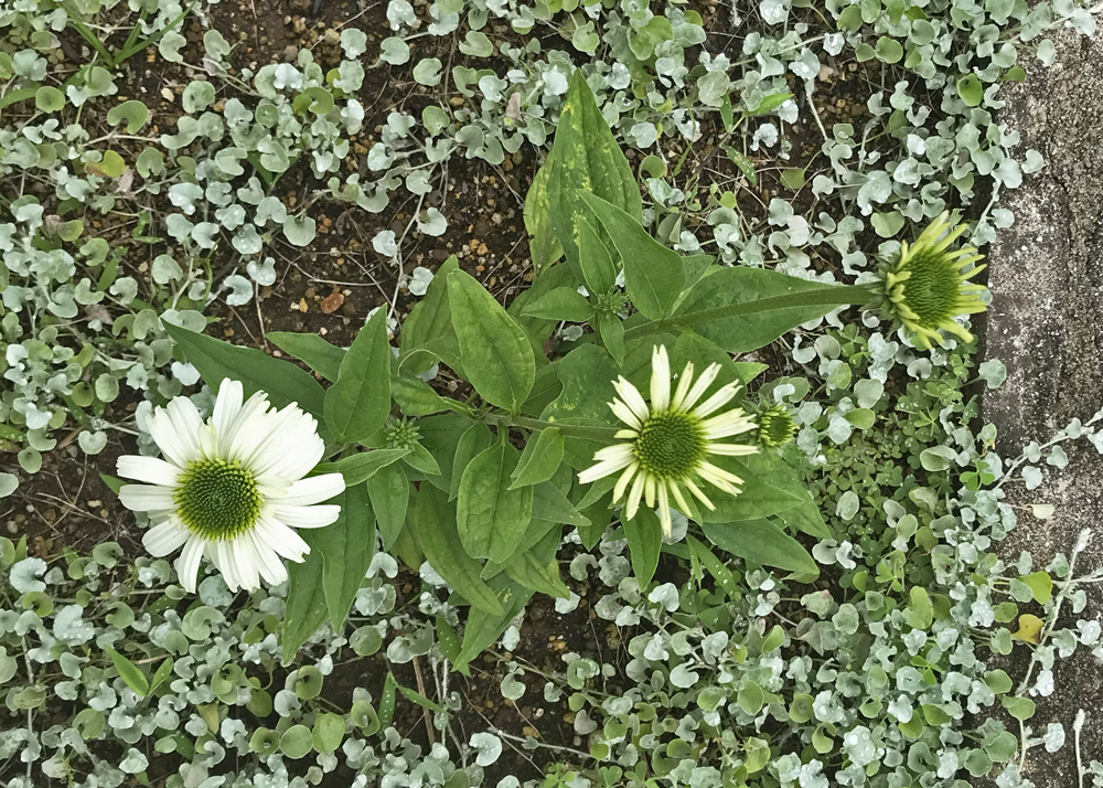 移植後7カ月と少しのエキナセア（6月上旬）