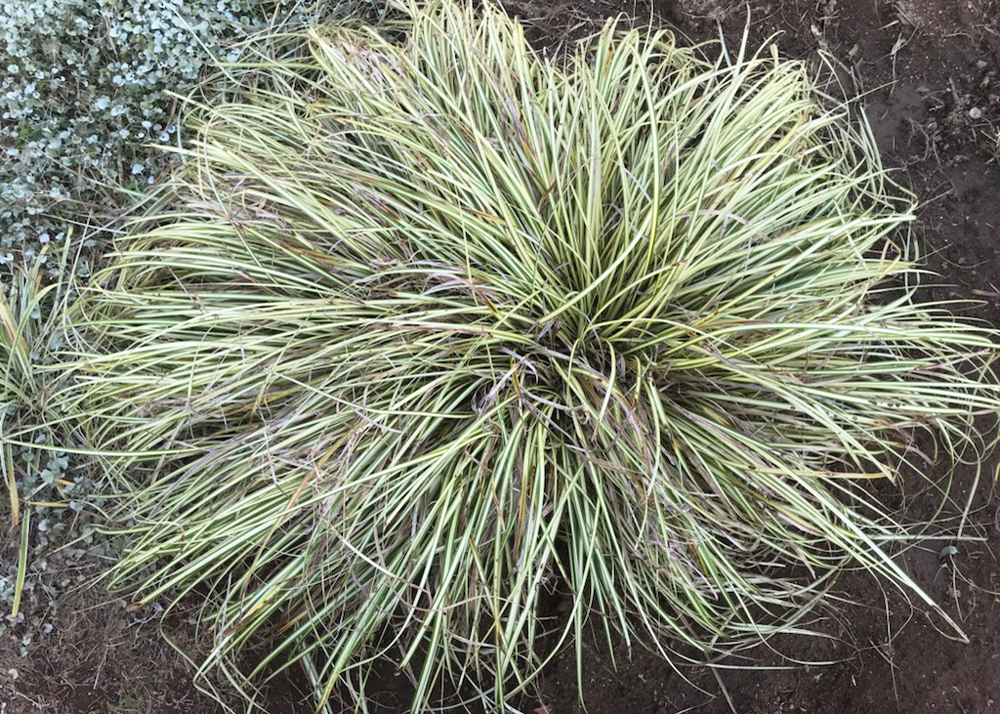 葉が傷んだカレックス