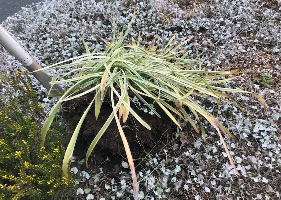 12月に移植するためにヤブランを掘り上げているところ