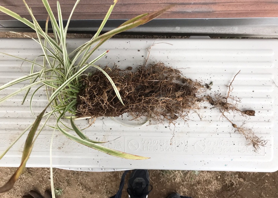 12月に移植のため掘り起こしたヤブラン（根っこ）