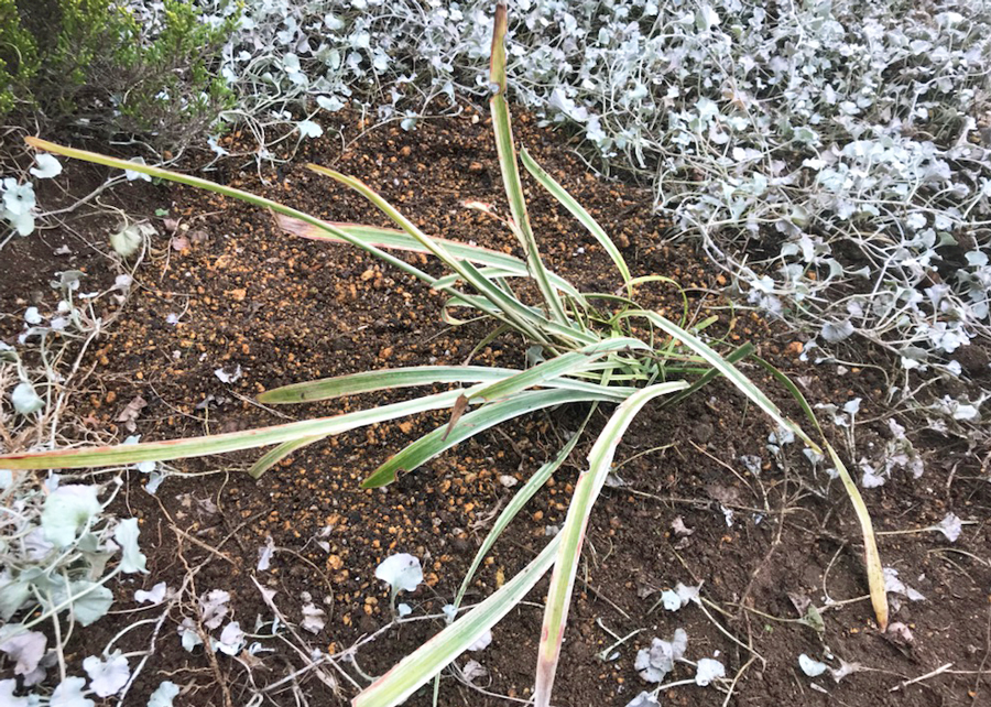 12月に移植を行ったヤブラン
