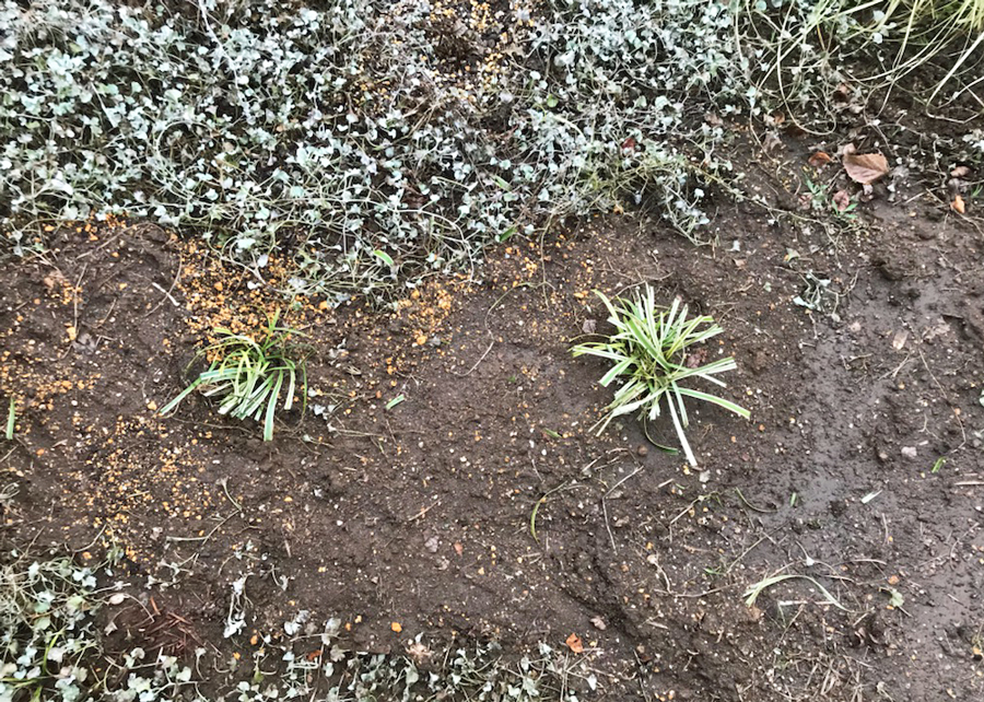 12月に移植し、同時に切り戻しも行ったヤブラン