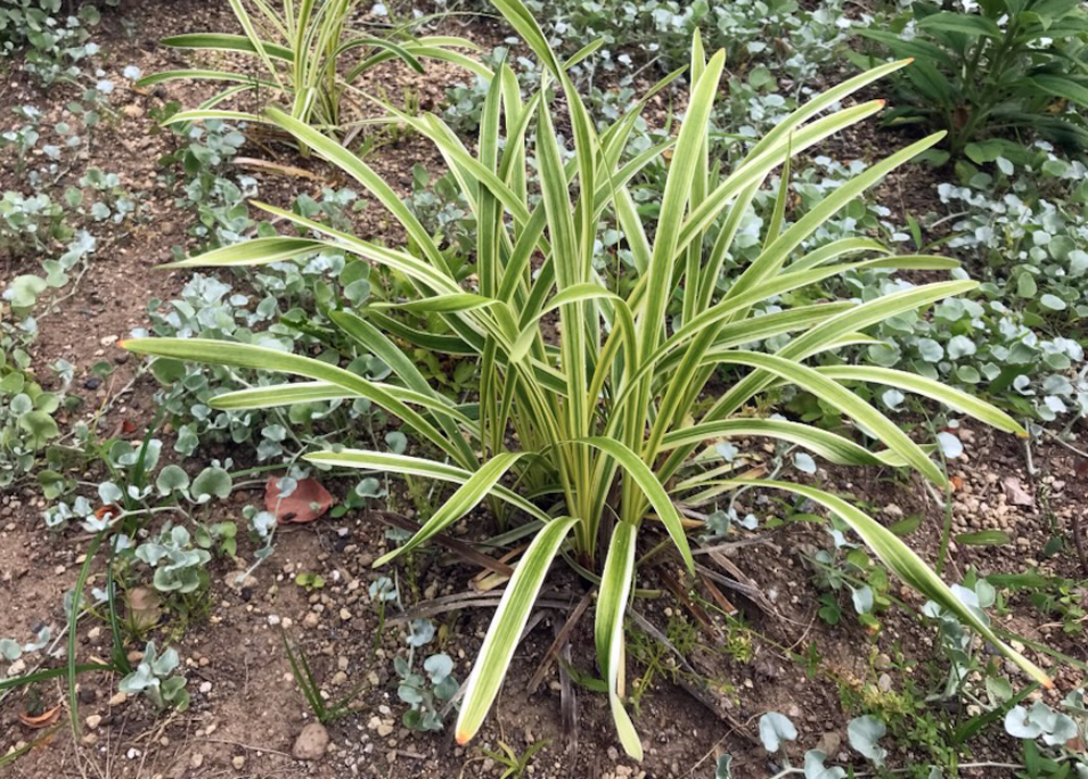 ヤブラン　12月に移植と切り戻しを行った後の成長記録（2024年5月下旬の様子）