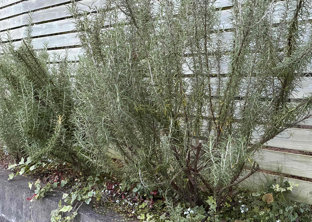 立性のローズマリー（地植え）