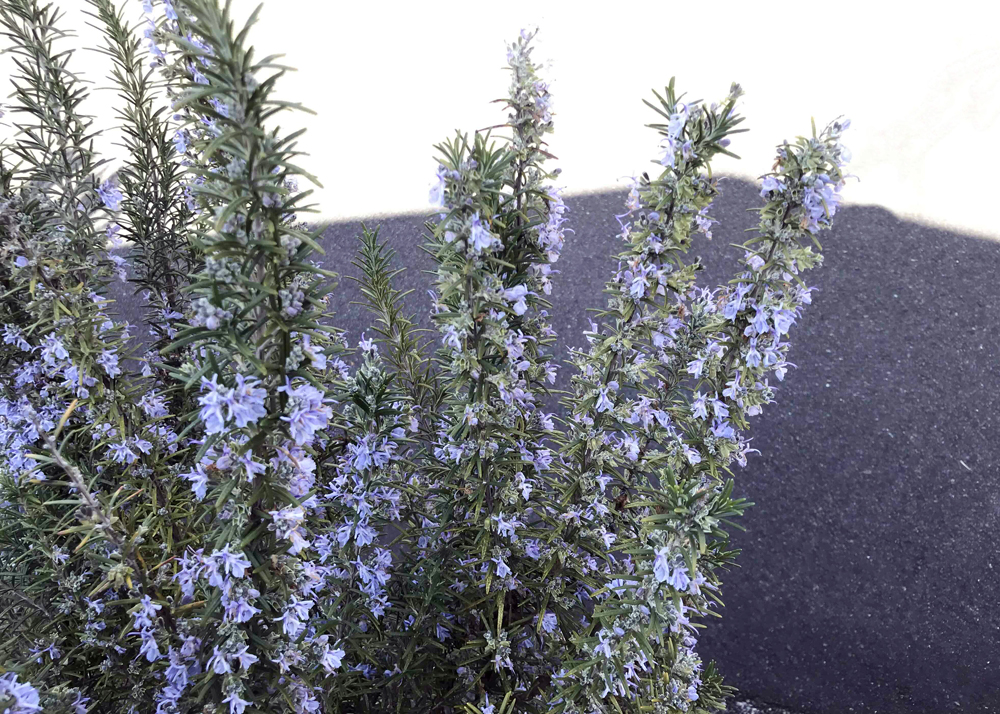 花が咲いている立性のローズマリー