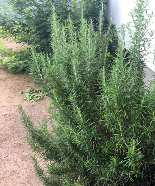 立性のローズマリー(地植え)