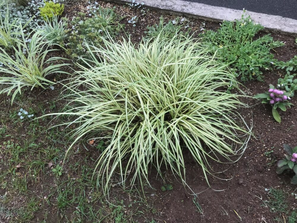 刈り込んで7週間後のカレックス