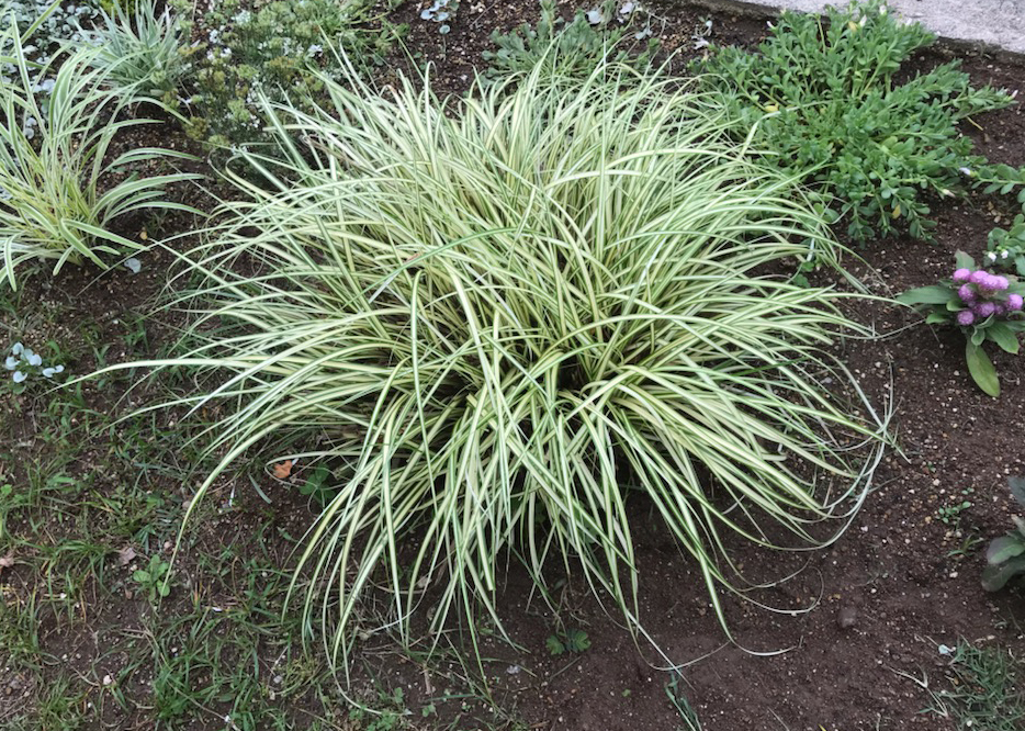 刈り込んで7週間後（6月16日）のカレックス