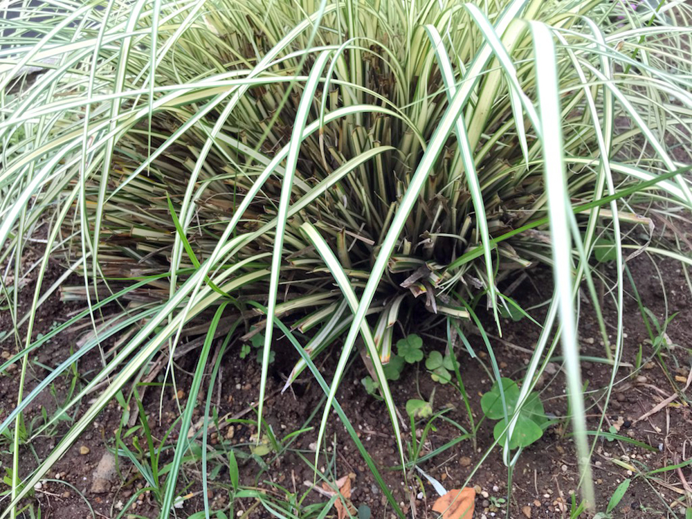 刈り込み後、新しい葉の出たカレックスを側面からみた所。刈り込んだ古い葉が見えている。