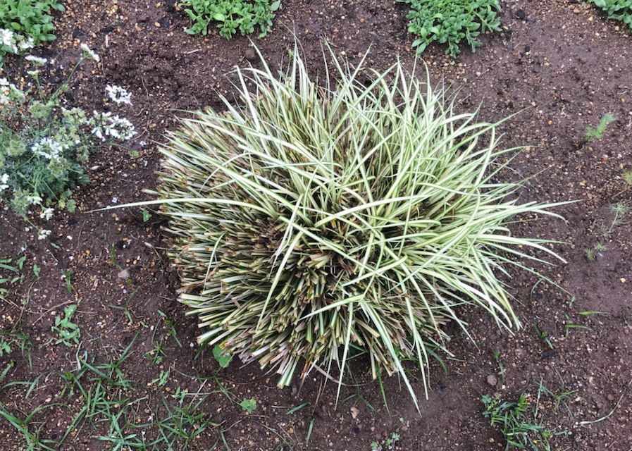 刈り込んで3週間後（5月19日）のカレックス