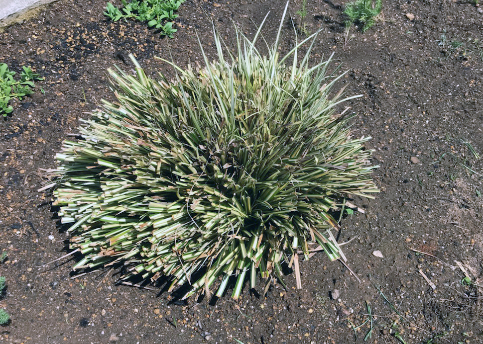 5月4日のカレックス