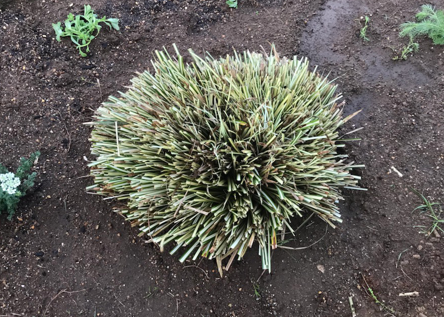 刈り込んだカレックス