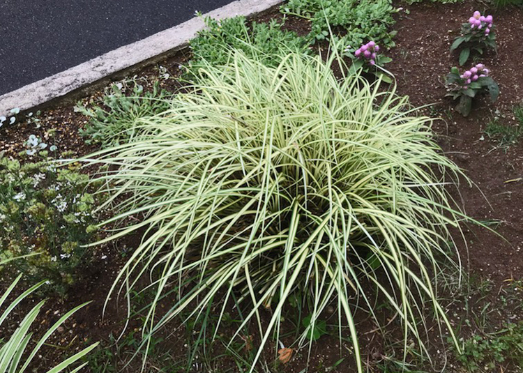 刈り込んで7週間後（6月16日）のカレックス