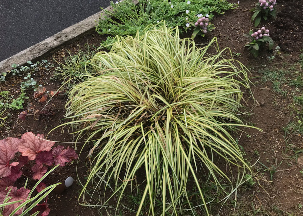 猛暑で葉が傷んだカレックス